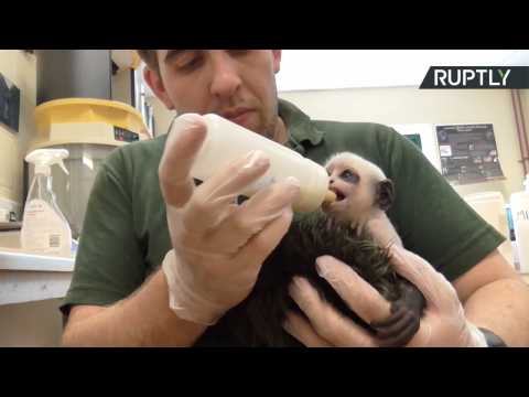 Baby Monkey Looks Just Like the Dark Lord Voldemort