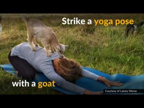 Goat Yoga becomes a hit
