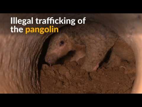 Vietnam struggles with the illegal trade of pangolins
