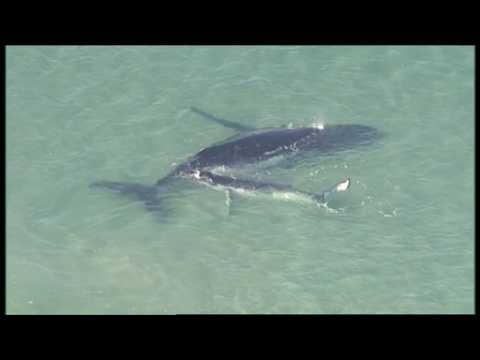 Stranded humpback whale helped to safety by her calf