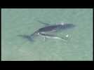 Stranded humpback whale helped to safety by her calf