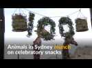 Foodie treats for the animals as Sydney zoo turns 100