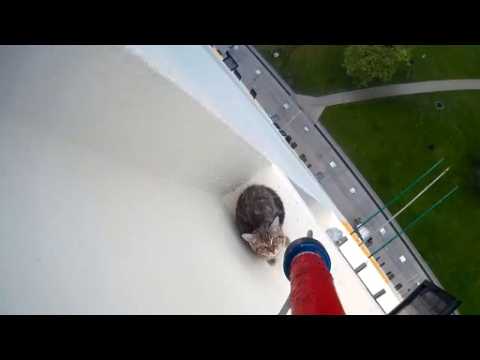 Dizzying cat rescue video gets 900 000 views