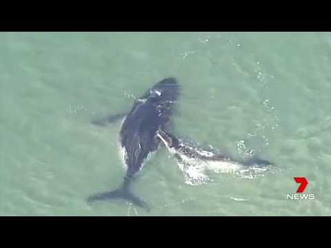 Ce baleineau veut sauver sa mère coincée sur le sable