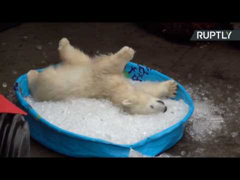 Watch This Cute Baby Polar Bear Playing in Ice to Assist Climate Scientists