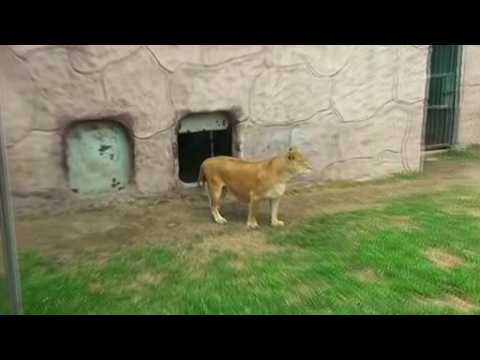 Baby lion introduced at Peru zoo