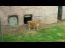 Baby lion introduced at Peru zoo