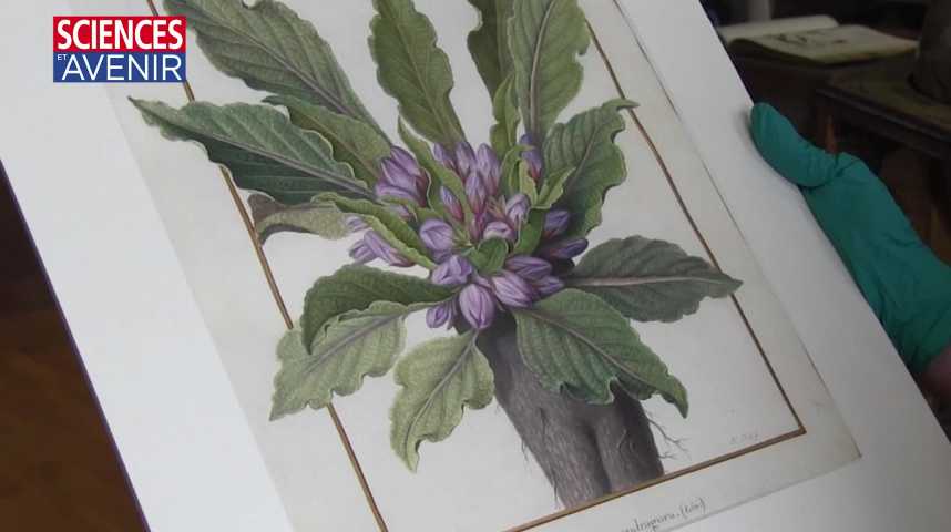 Livre Les Vélins De Charles-Alexandre Lesueur - Musée Du Havre 1996 - Illustré