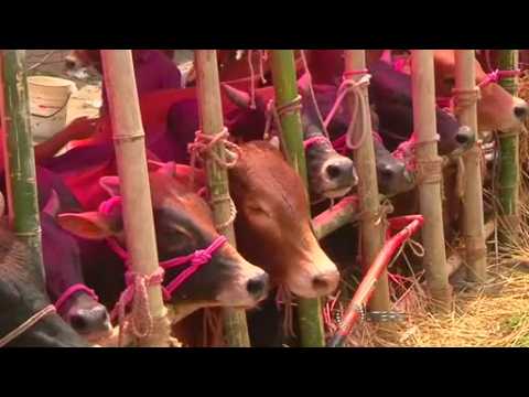 Cows flood into Bangladesh market ahead of Eid