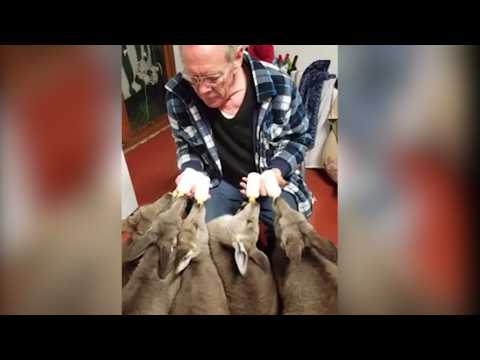 Ces bébés kangourous ont la belle vie