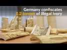 $1 million worth of illegal ivory seized in Germany
