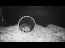 British zoo records rare footage of endangered baby jumping rat