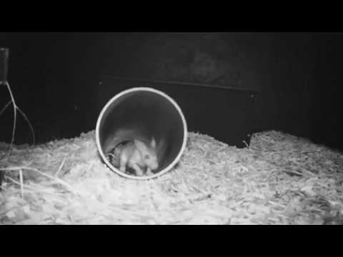 British zoo records rare images of endangered rat species
