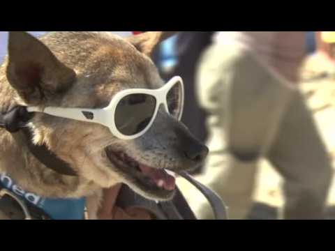 Dogs brave high surf for California dog surfing competition