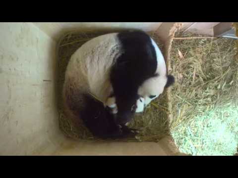 Vienna panda twins get more active