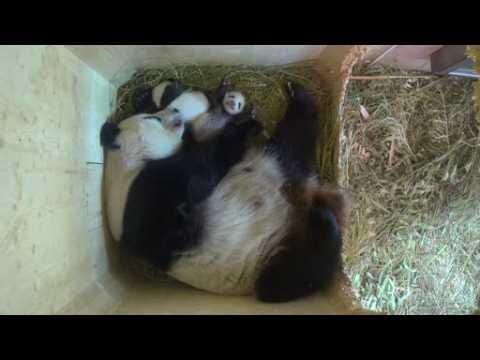 Vienna Zoo panda twins open their eyes, more active with mother
