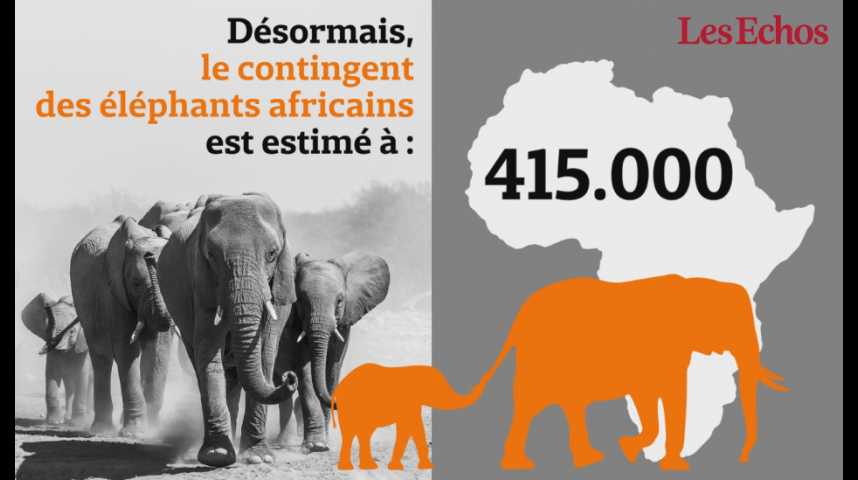 Illustration pour la vidéo 111.000 éléphants d’Afrique ont disparu entre 2006 et 2015