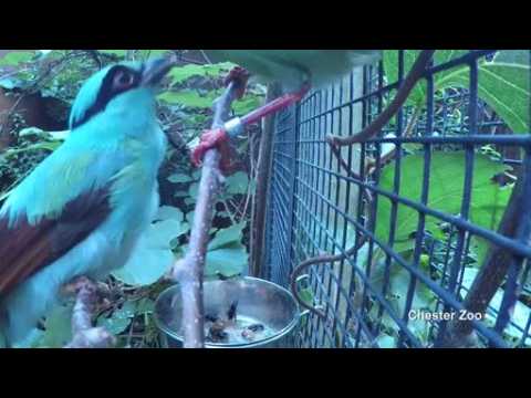 Endangered green magpie born at UK zoo