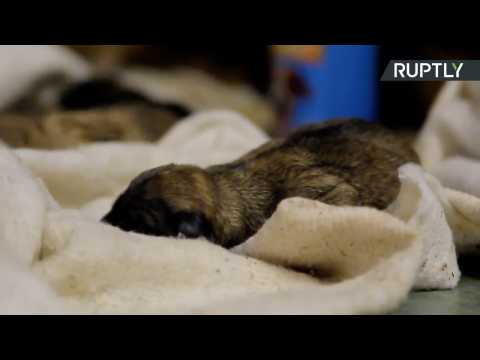 Dog Gives Birth to Litter of Puppies on Moscow Metro