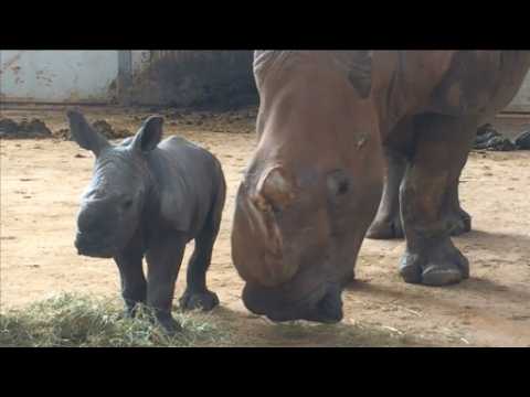 Rare white rhino calf born at English zoo