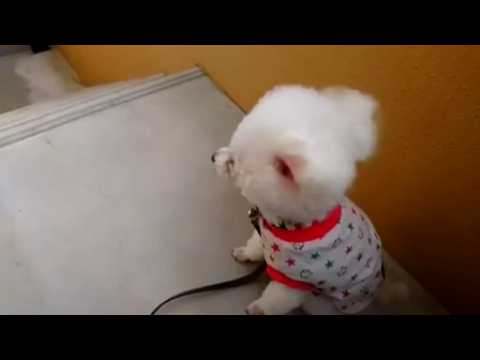 Typhoon approaching Japan ruffles miniature poodle's fur