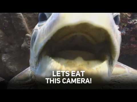 Sealife vs Camera Crew: Top 10 Cutest Attacks