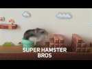 It's finally here! Super Mario exclusively for hamsters