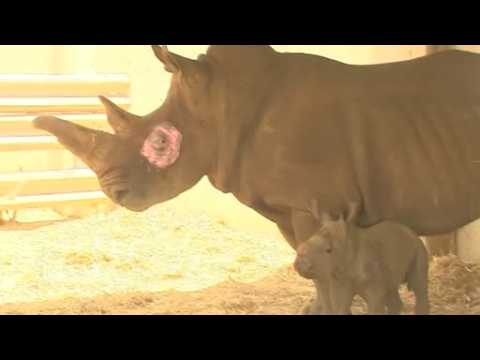 Israeli zoo welcomes new born rhino