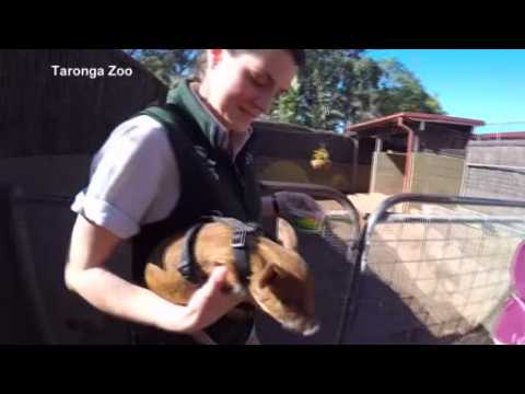 Zookeeper in Sydney takes piglet for walk on a lead