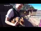Zookeeper in Sydney takes piglet for walk on a lead