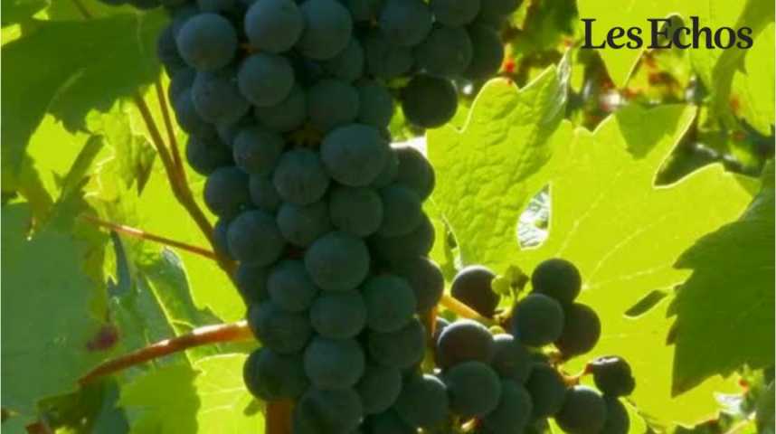 Illustration pour la vidéo Pourquoi la production française de vin a chuté en 2016