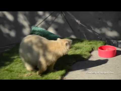 Playful polar bear cub settles into new Oregon home