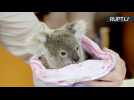 Orphaned Koala Joey Nursed to Health After Auto Accident Kills Mom