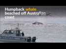 Beached humpback whale rescued off Australian coast