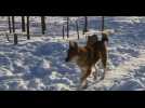 Mongolie : Oltsen, chasseur de rennes dukha dans le parc national de Tengis-Shishged