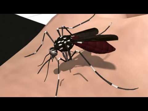 How mosquitoes suck blood and pass on diseases like Zika