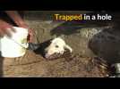 Residents to the rescue in Peru dog trap
