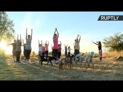 No Kidding! Yoga with Goats Takes Off in Oregon