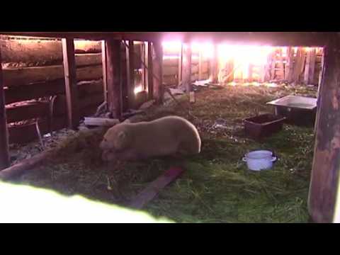 Russian military rescues polar bear cub