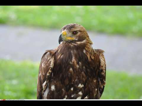 ANIMAUX. L'aigle royal, l'oiseau derrière le mythe