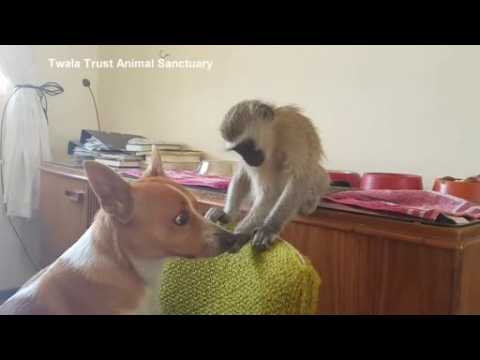 Not in the mood... dog not keen to play with monkey at Zimbabwe sanctuary