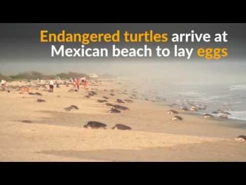 Endangered turtles lay eggs on Mexican beach