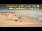 Endangered turtles lay eggs on Mexican beach
