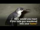 Peruvian penguin gets lost in family home
