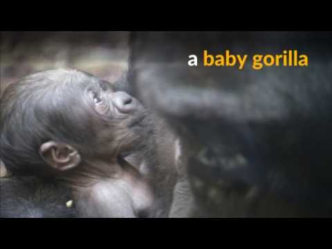 Joy at birth of baby gorilla at Frankfurt Zoo