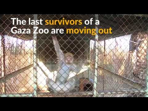 Last surviving animals transferred from Gaza Zoo