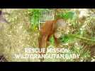 Borneo : mother &amp; baby orangutan rescued and released