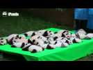 Public display of panda cub cuteness