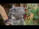 Butterfly photobombs koala at Australian wildlife park