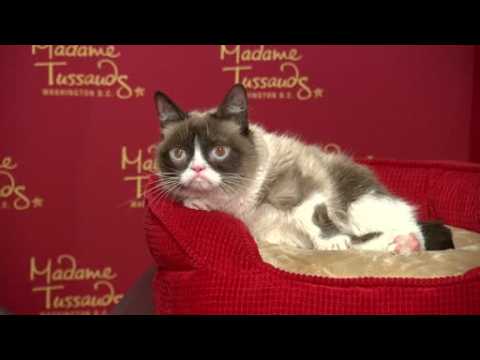 Grumpy Cat unveils waxwork, makes Broadway debut